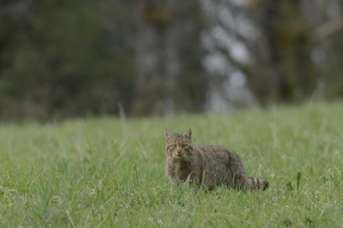 Chat forestier