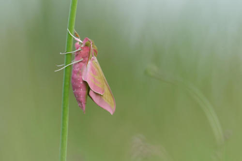 Sphinx de la vigne