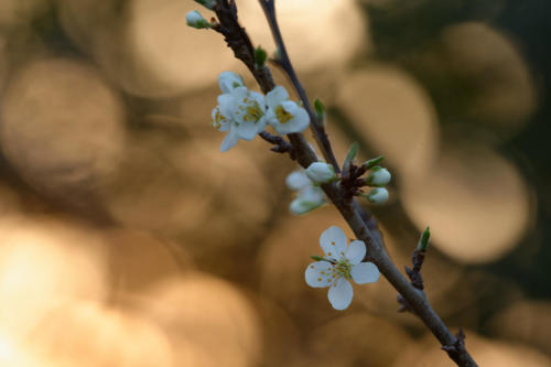 Prunelier en fleur