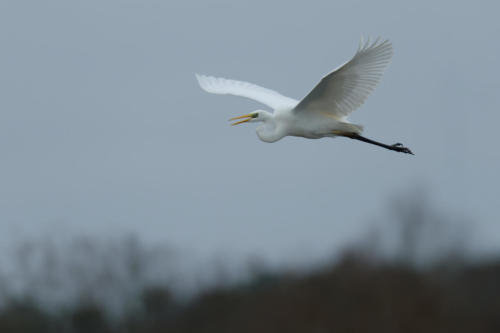 Grande aigrette