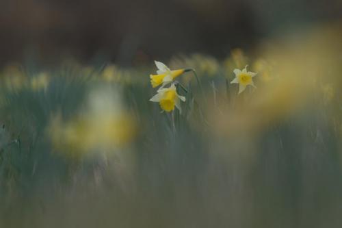 Jonquilles