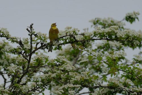 Bruant jaune