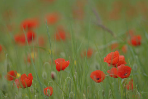 Coquelicots