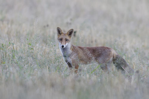 Renard roux