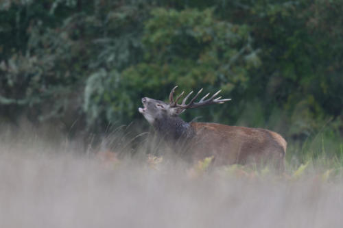 Cerf élaphe