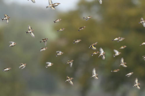 Chardonnerets élégants