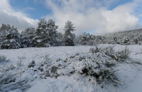 Premières neiges