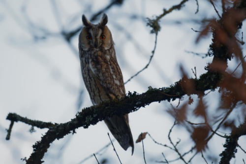 Hibou moyen-Duc