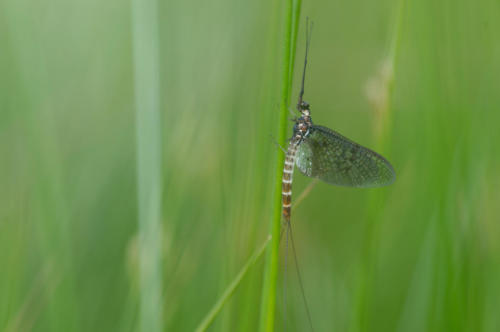 Mouche de mai