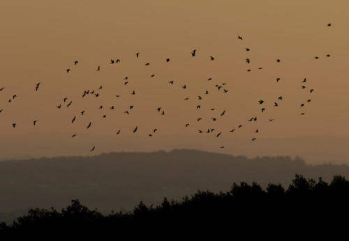 Pigeon ramiers en migration