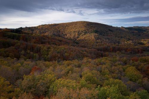 Forêt d'automne