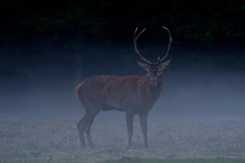 Cerf élaphe