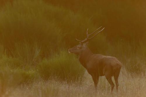 Cerf élaphe