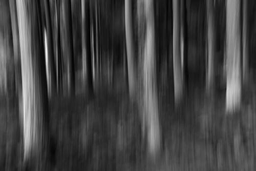 Fantômes forestiers
