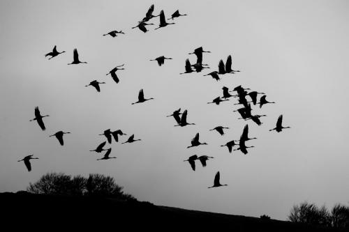 Grues dans la tourmente